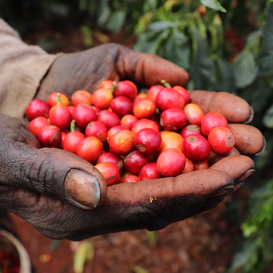 Espresso Workshop Kenya Tatu Estate PB