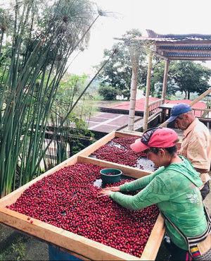 Society Coffee Colombia Coffee Competition Coffee- El Placer Special Anaerobic Honey Pink Bourbon