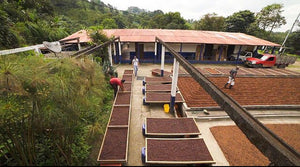 Society Coffee Colombia Coffee Competition Coffee- El Placer White Honey Gesha