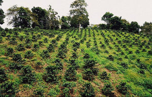 Society Coffee Colombia Coffee Competition Coffee- El Placer White Honey Gesha