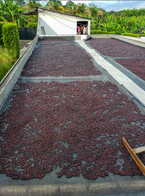Society Coffee Colombia Coffee Single Origin - El Indio Natural