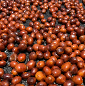 Society Coffee Colombia Coffee Single Origin - El Indio Natural