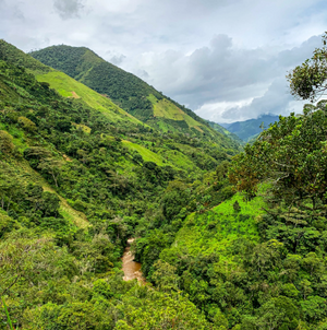 Society Coffee Colombia Coffee Single Origin - El Indio Natural