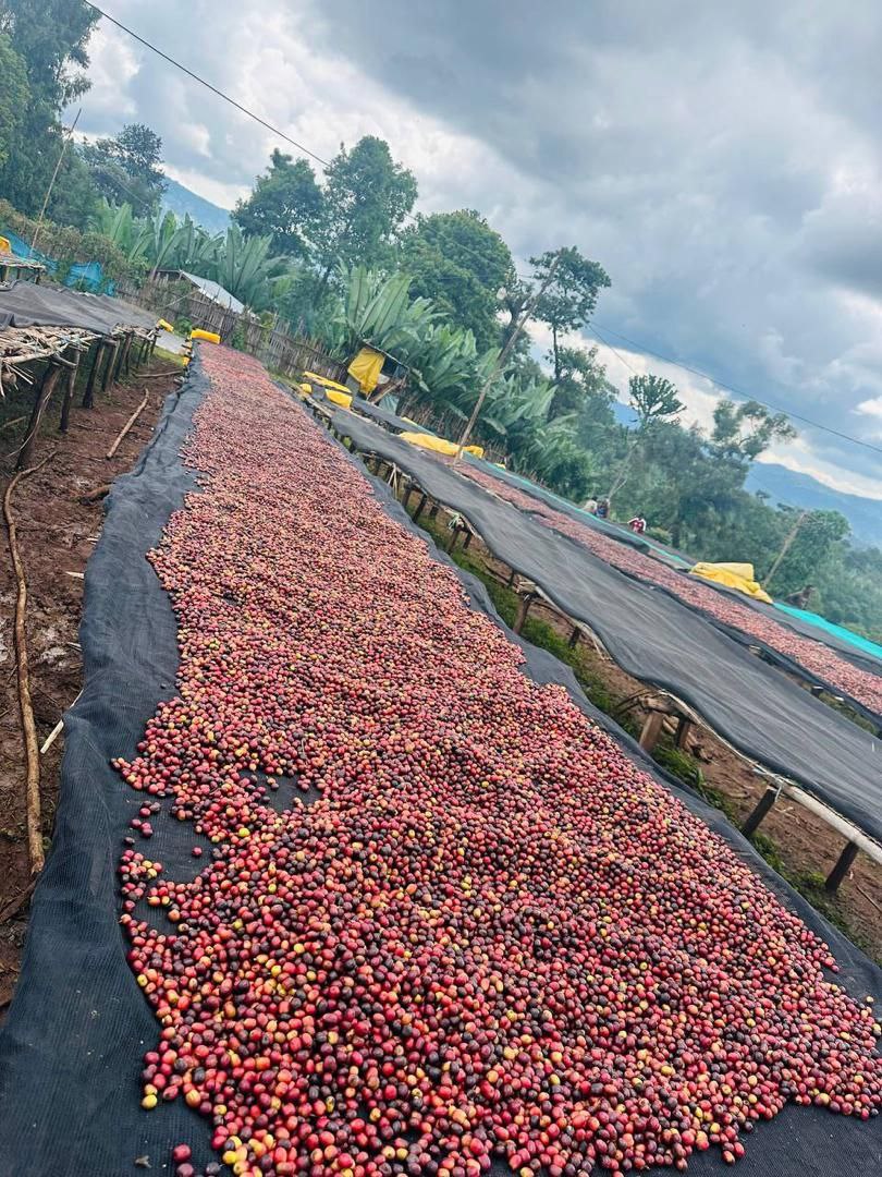 Meebz Coffee Ethiopia Chelbesa - Natural