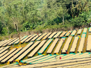 M Coffee Ethiopia Chelbesa - Natural