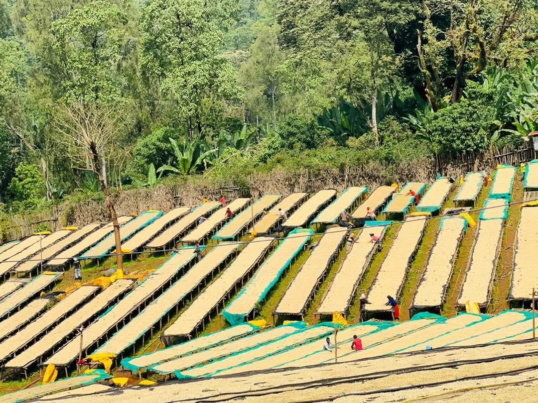 Meebz Coffee Ethiopia Chelbesa - Natural