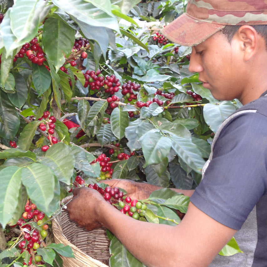 Espresso Workshop El Salvador Monte Sion
