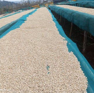 M Coffee Ethiopia Gargari - Washed