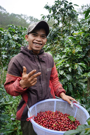 Society Coffee Vietnam Coffee Competition Coffee -  Lộc Rừng Catimor CM washed