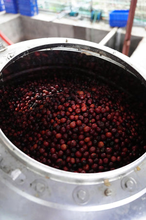 Society Coffee Vietnam Coffee Competition Coffee -  Lộc Rừng Catimor CM washed