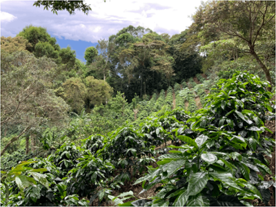 Coffee from Panama