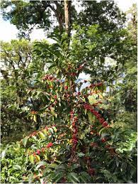 Panama Geisha - Hacienda Barbara Washed - Meebz Coffee Roasters