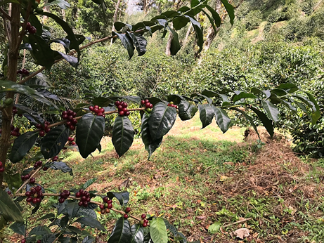 Panama Geisha - Hacienda Barbara Washed - Meebz Coffee Roasters