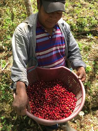 Panama Geisha - Hacienda Barbara Washed - Meebz Coffee Roasters